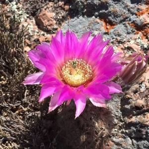 Meet your Posher, Catherine